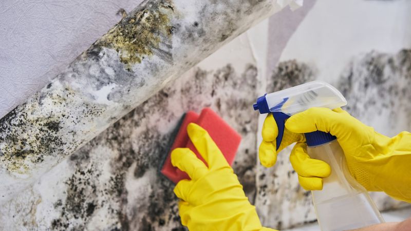 Attic Mold Remediation in West Palm Beach, FL