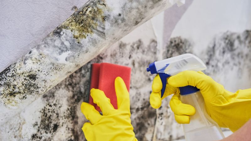 Attic Mold Removal in Broward County, FL