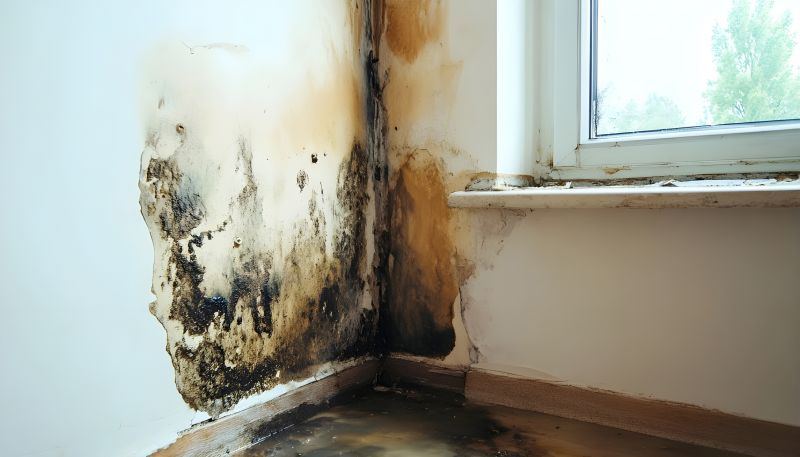 Basement Mold Remediation in Fort Worth, TX