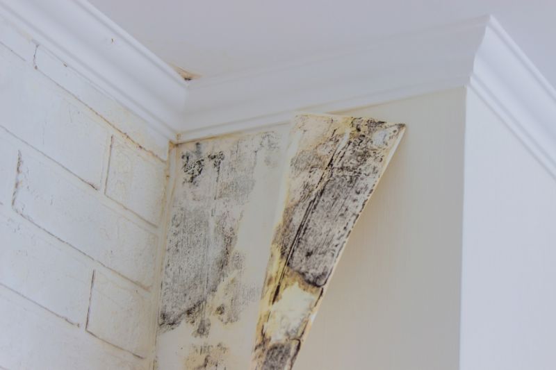 Basement Mold Removal in Essex County, NJ