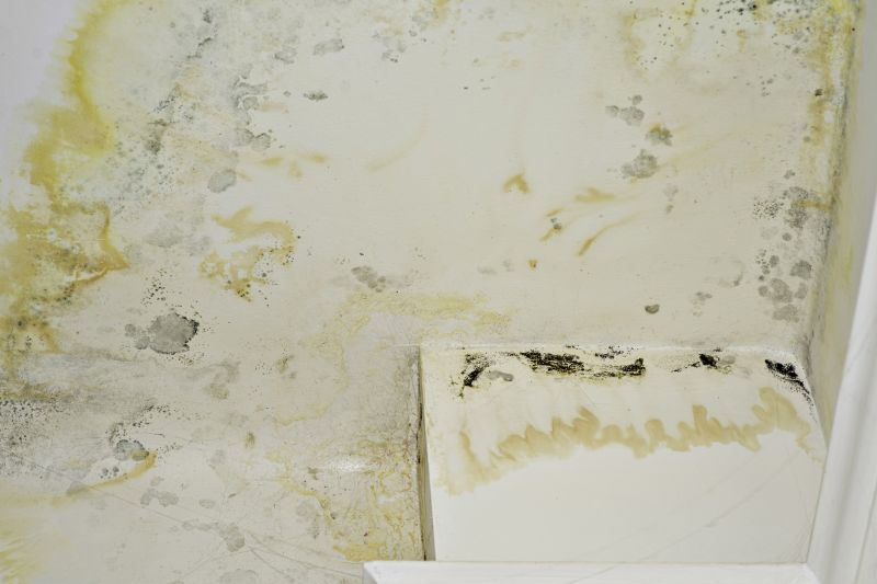 Mold Cleanup Service in Jupiter, FL