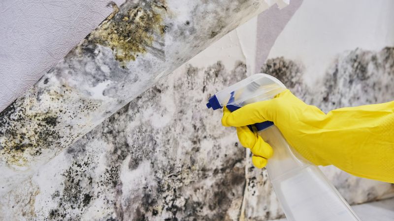 Mold Detection in Palm Beach County, FL